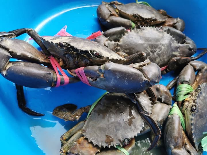 LARGE CRABS!! Last 3!! At 1.2kilos each!! Wowwww!